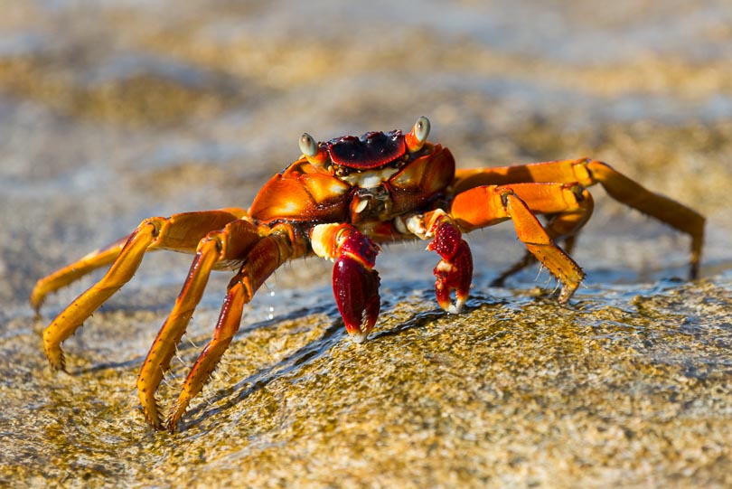 rote Krabbe an einem STrand auf den Seychellen