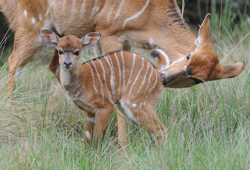 Antilopen, Babypflege