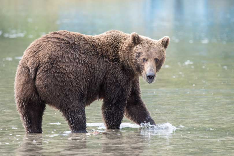Alaska: Grizzlybär beim Lachsfang, Wildlife, Nationalpark