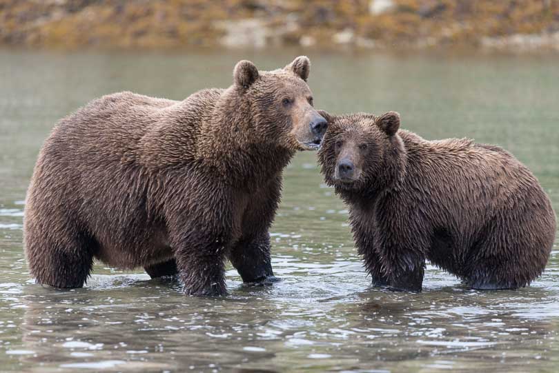 Grizlybaeren in Alaska, Baerenmutter mit Jungtier, Katmai Nationalpark, Wildlife